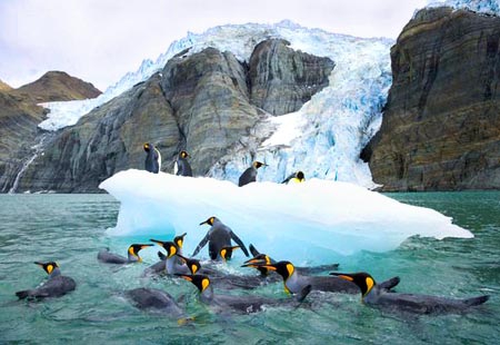 Пингвины на Южной Георгии открытой Куком во время второй экспедиции